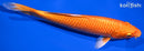 7.75" ORENJI OGON