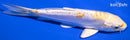 6.25" DOITSU HARIWAKE