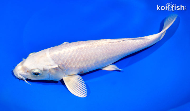 10" PLATINUM OGON