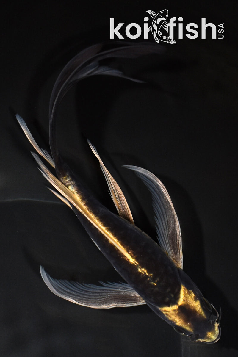 8" ARAGOKE KABUTO BUTTERFLY