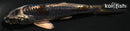 4.5" BENI KIKOKURYU