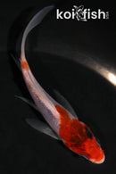 4" GOSHIKI BUTTERFLY