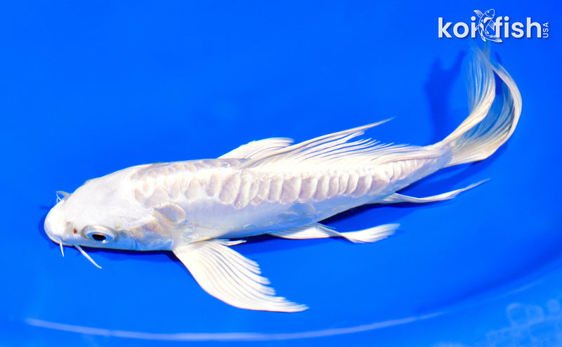 7.5" ARAGOKE PLATINUM OGON BUTTERFLY