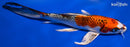 8.75" KUJAKU BUTTERFLY