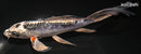 8" BENI KIKOKURYU BUTTERFLY