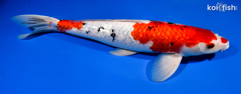 15.25" GINRIN SANKE