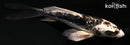 5" KIKOKURYU BUTTERFLY