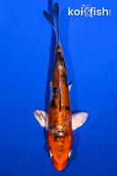 5.5" HEISEI NISHIKI