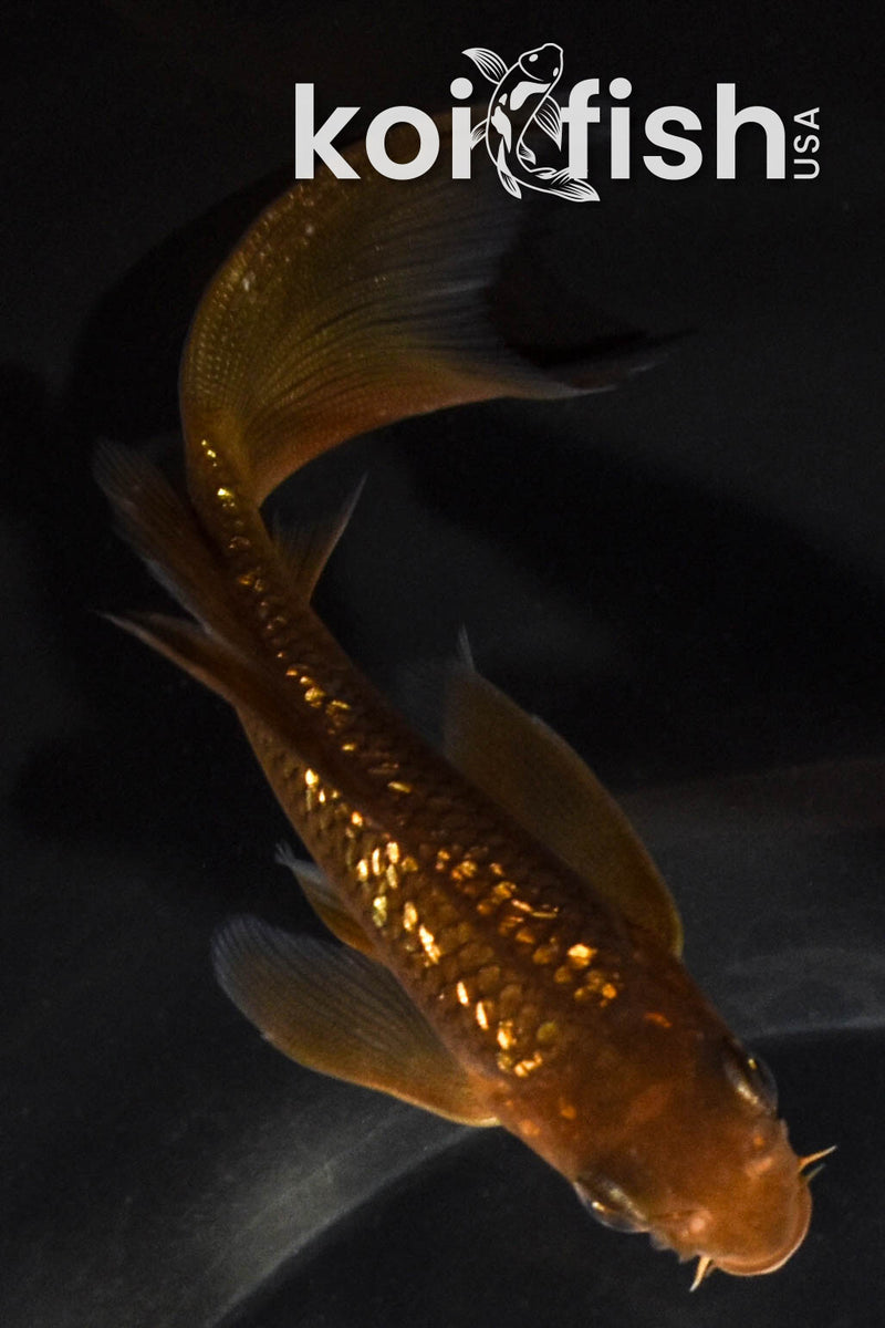 4.75" GINRIN CHAGOI BUTTERFLY