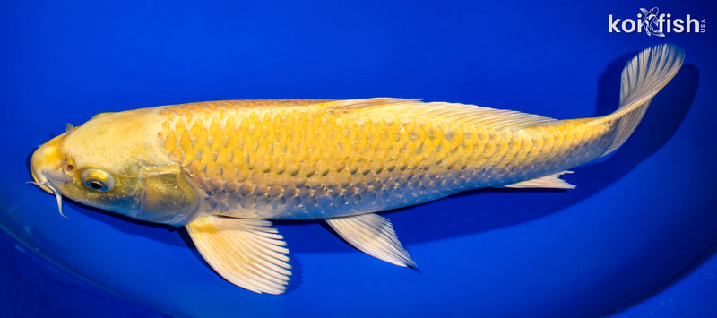 13.75" YAMABUKI OGON