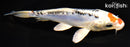 6.75" BENI KIKOKURYU