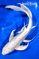 10.75" DOITSU PLATINUM OGON BUTTERFLY