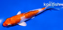 4.5" GINRIN HARIWAKE