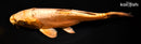 11.25" BENI KIKOKURYU