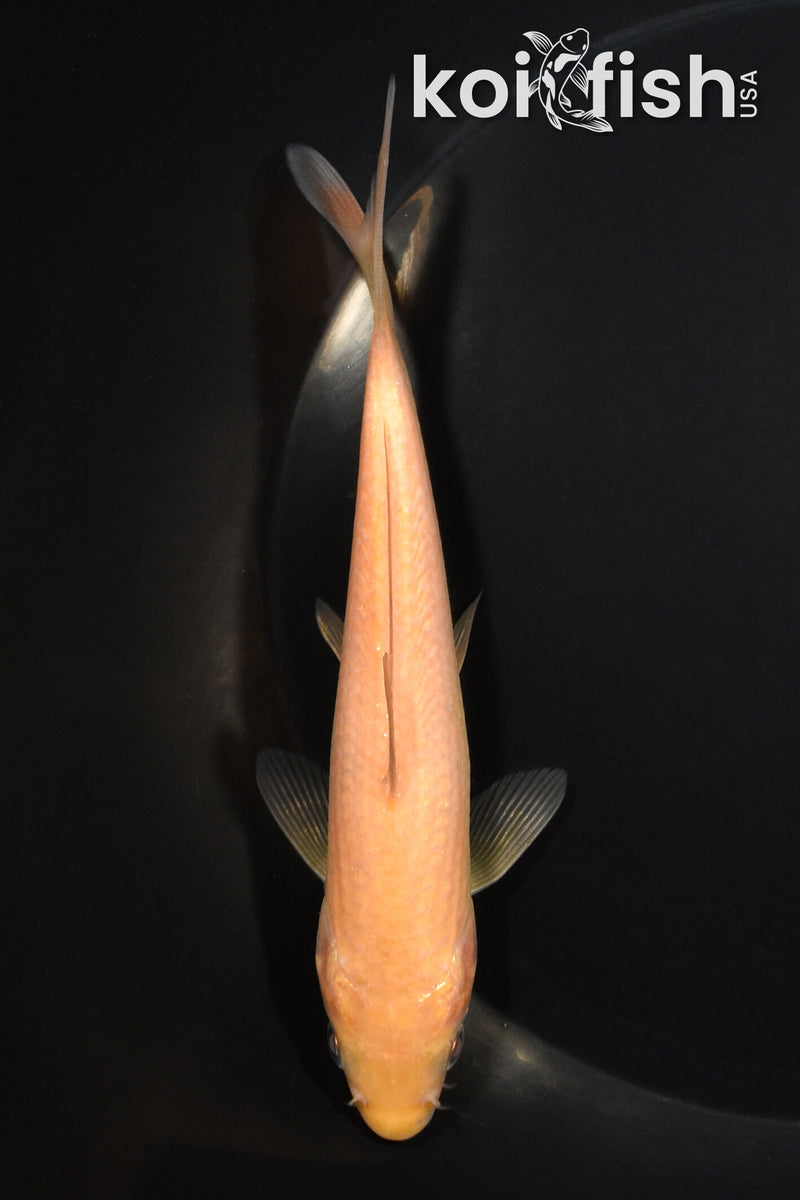5.5" KARASHIGOI