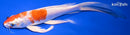 8.25" HARIWAKE BUTTERFLY