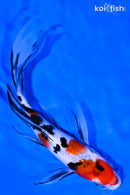 7" SANKE BUTTERFLY
