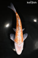 10" GINRIN OCHIBA SHIGURE