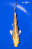 4.5" GINRIN YAMABUKI OGON