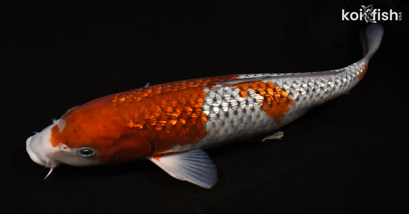 15.5" GINRIN OCHIBA SHIGURE