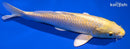 6.75" YAMABUKI OGON