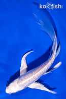 6" DOITSU PLATINUM OGON BUTTERFLY