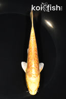 5.75" ARAGOKE YAMABUKI OGON