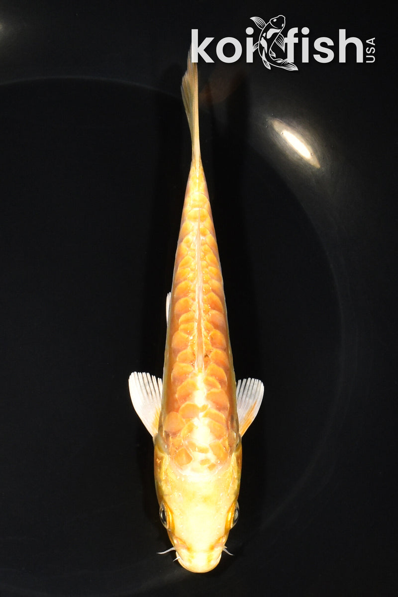 5.75" ARAGOKE YAMABUKI OGON