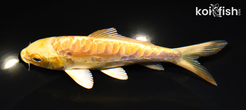 5.75" ARAGOKE YAMABUKI OGON