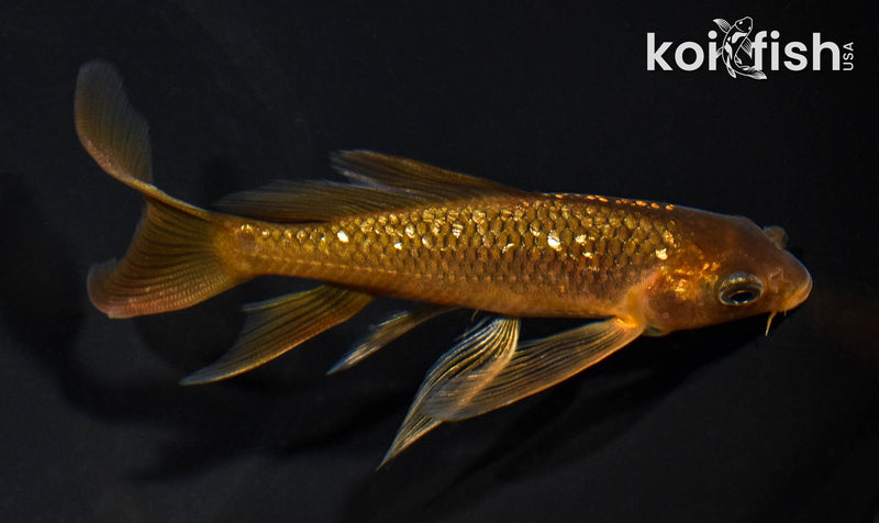 4.75" GINRIN CHAGOI BUTTERFLY