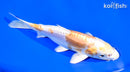 6.5" DOITSU HARIWAKE