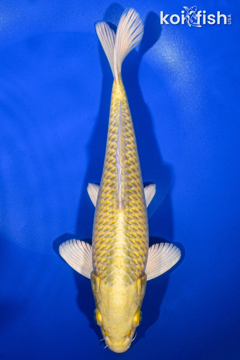 9.5" YAMABUKI OGON