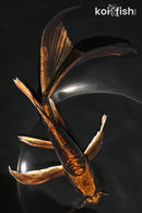8" BENI KIKOKURYU BUTTERFLY