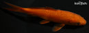 5.5" CHAGOI