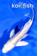 5.5" GINRIN ARAGOKE HARIWAKE BUTTERFLY