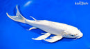 10.75" DOITSU PLATINUM OGON BUTTERFLY