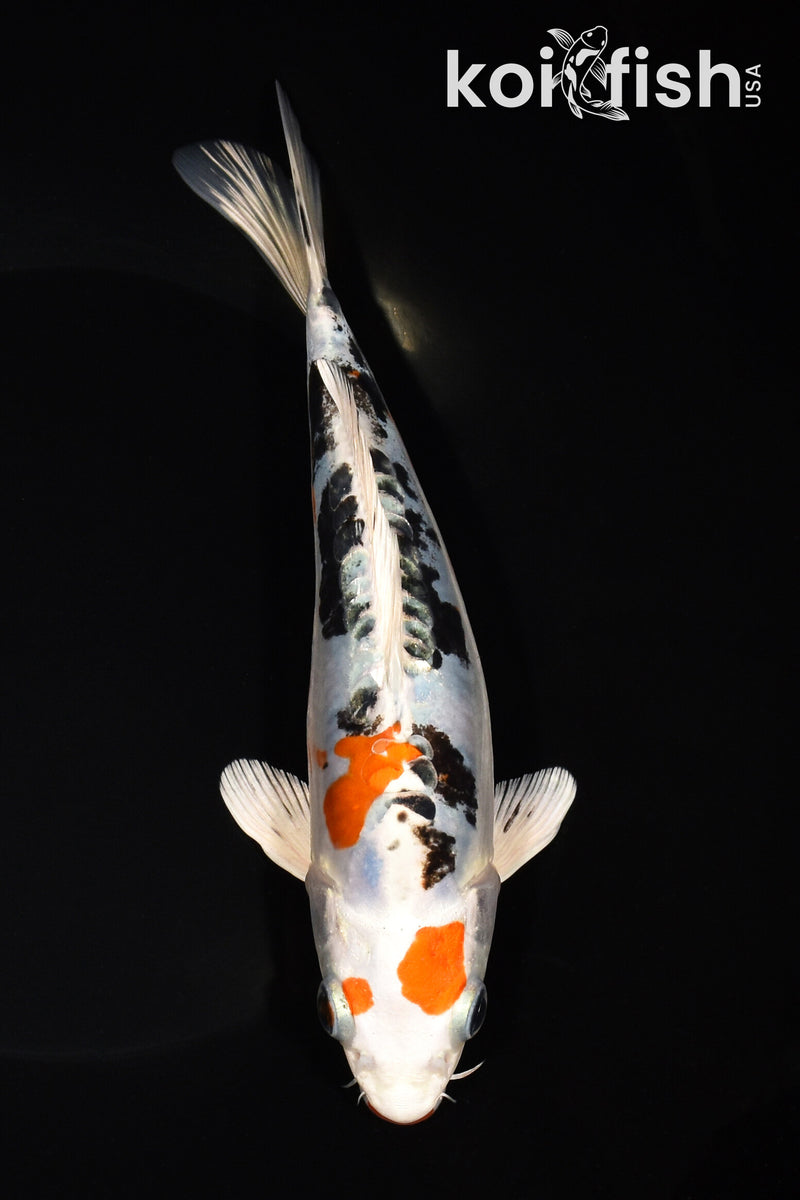 8" HEISEI NISHIKI