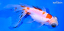 4.75" TELESCOPE FANTAIL GOLDFISH