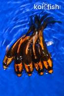 PACK OF (5) 5-6" KABUTO BUTTERFLY KOI