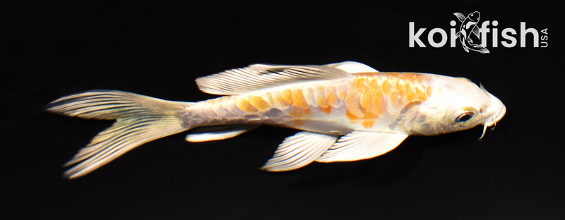 5" ARAGOKE HARIWAKE BUTTERFLY