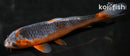 6.25" HI ASAGI