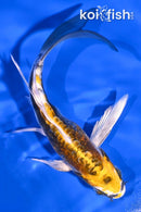 5.25" KIN KIKOKURYU BUTTERFLY