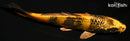 5.5" KIN KI UTSURI