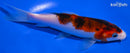 6" GOROMO