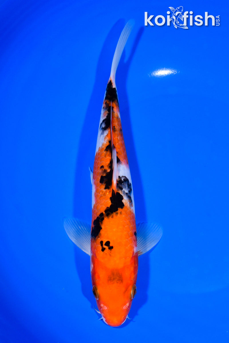 8.75" AKA SANKE