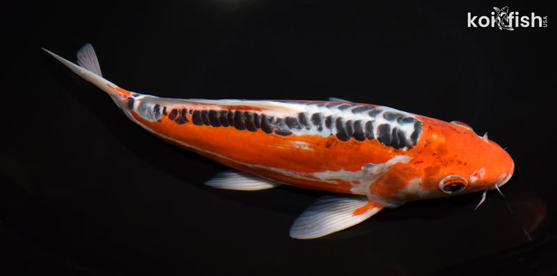 10.75" HI SHUSUI