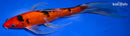 9.5" GINRIN SANKE BUTTERFLY