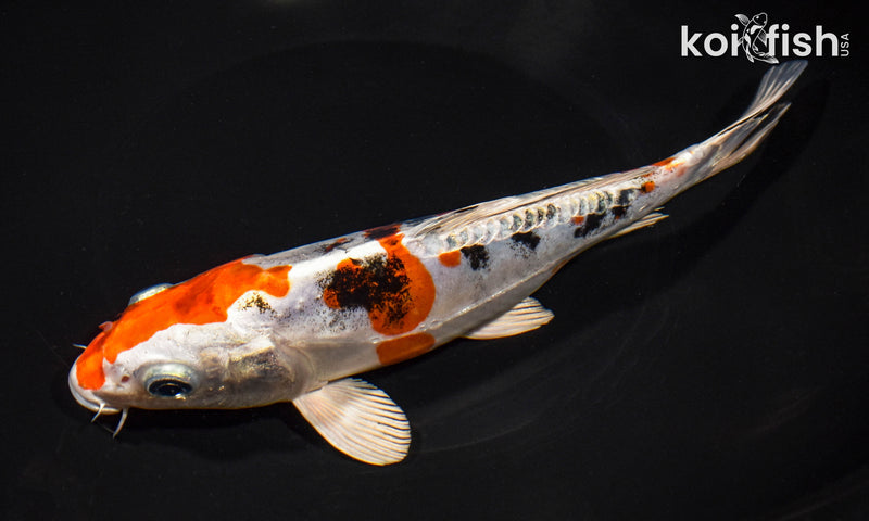 8.25" HEISEI NISHIKI