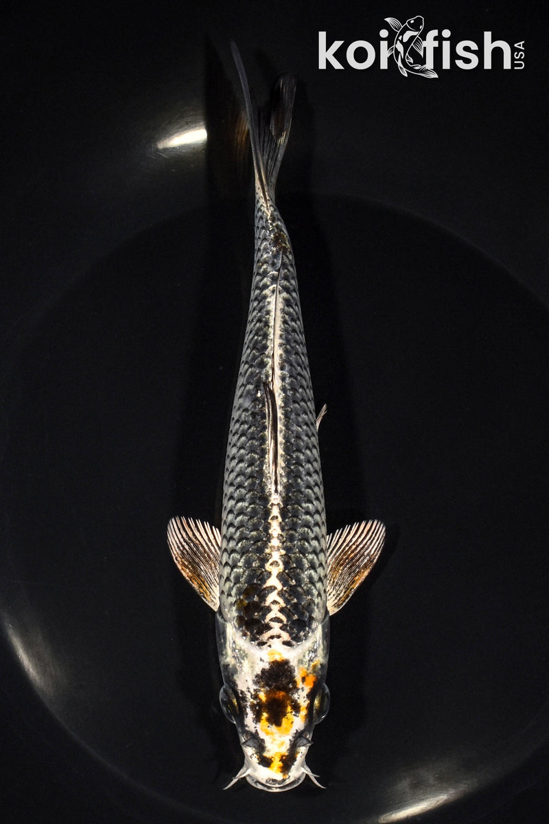 6.75" BENI GINGA