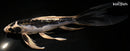 11" KIKOKURYU BUTTERFLY
